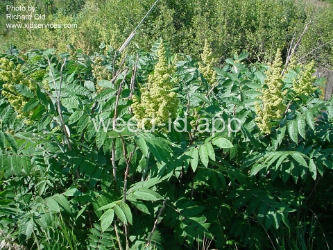 sumac, smooth